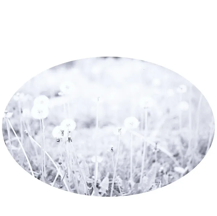 White Flowers