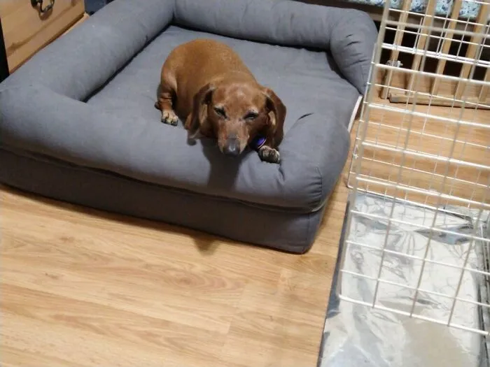 13 Year Old Buckeye