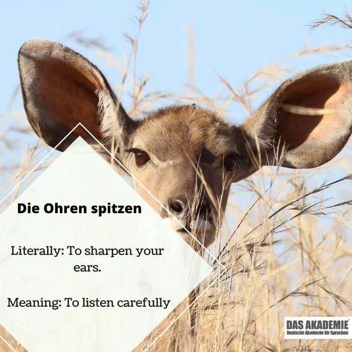 Die Ohren Spitzen