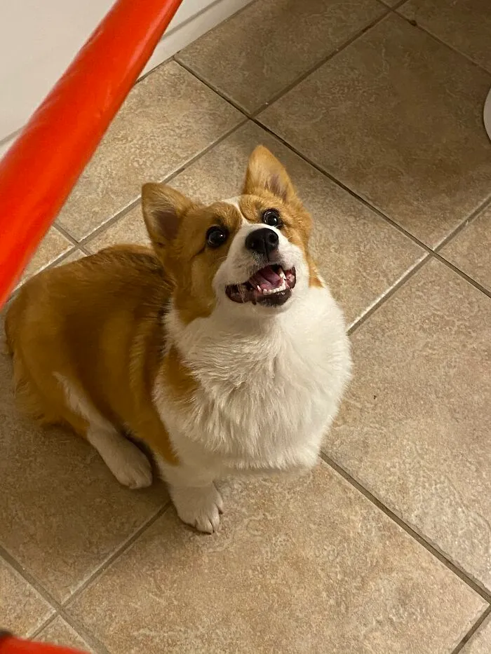 My Crazy Lil Pupper