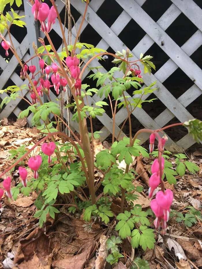 Bleeding Heart In Bloom
