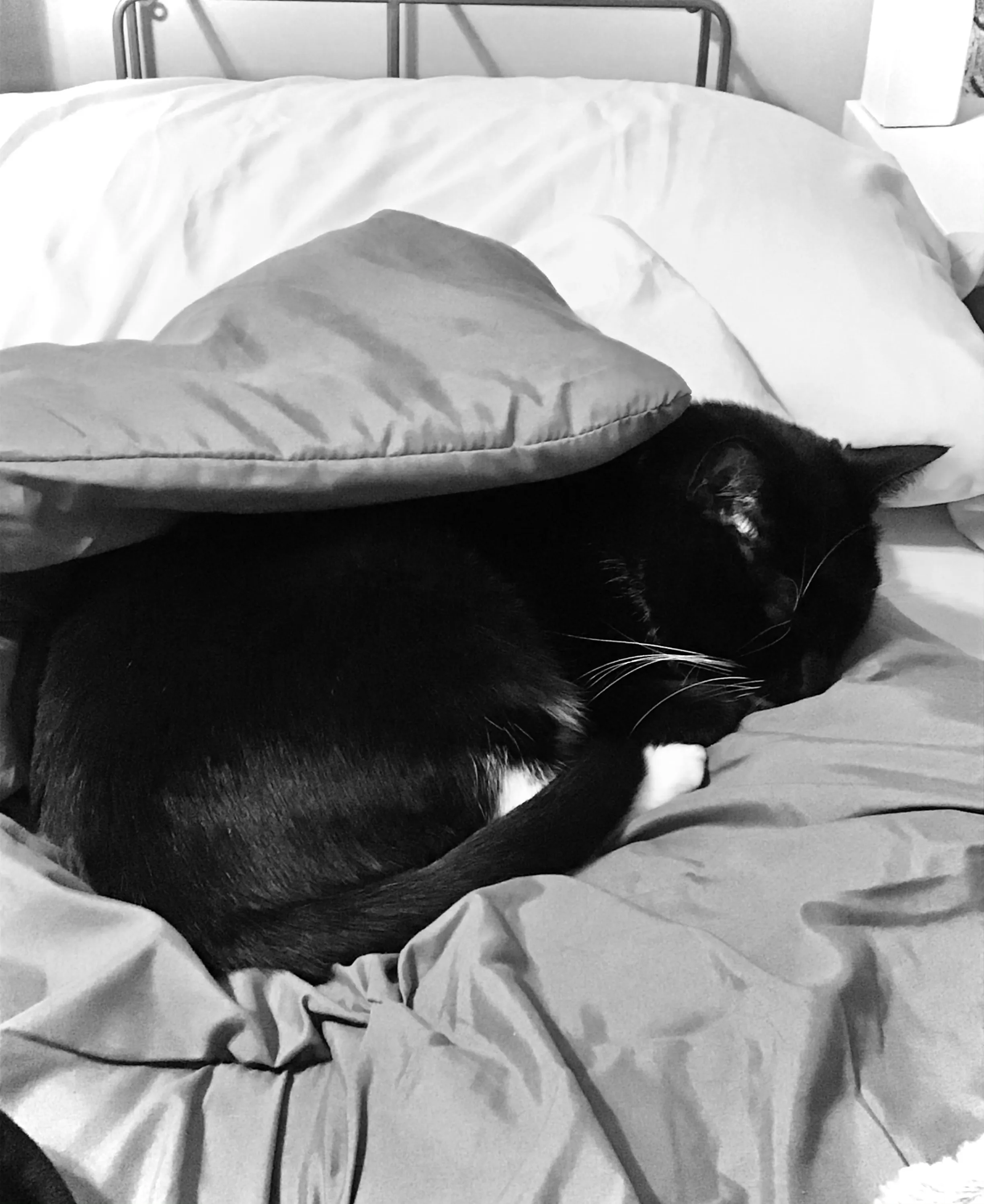 Lucy, The Best Cat Ever (10 Pics)