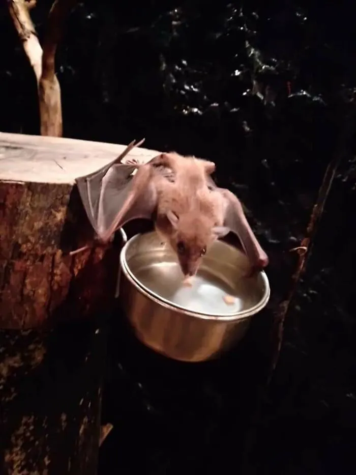 Titch, mi murciélago, tomándose un descanso para beber algo