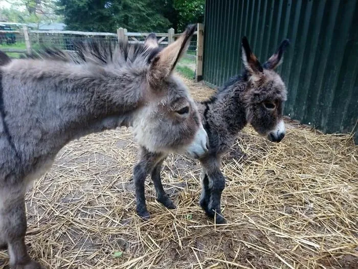 Mamá Pixie con su pequeño bebé