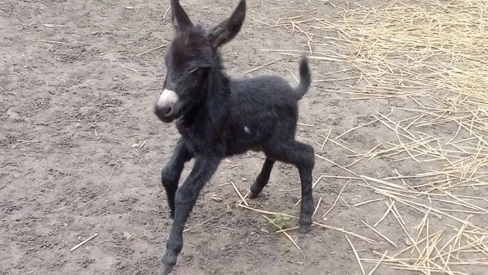 Esta es Ebony, cuando aprendió a caminar con solo 45 minutos de vida. ¡Ya tiene una gran personalidad!