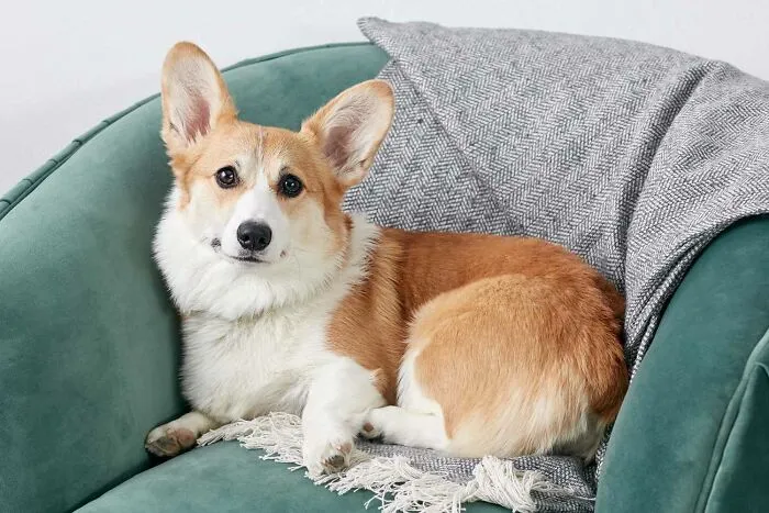 I Am Doggo And I Like To Make Its Seem Like I Can Kill You With Cries