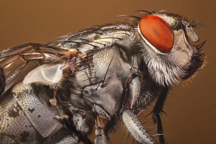 Fly