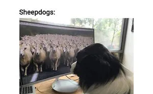 Hey Pandas, Post The Funniest Pet Meme You Can Find (Closed)