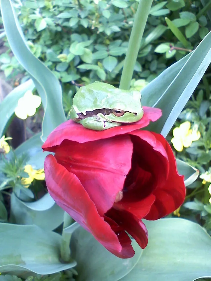 A Treefrog Just Chillin'