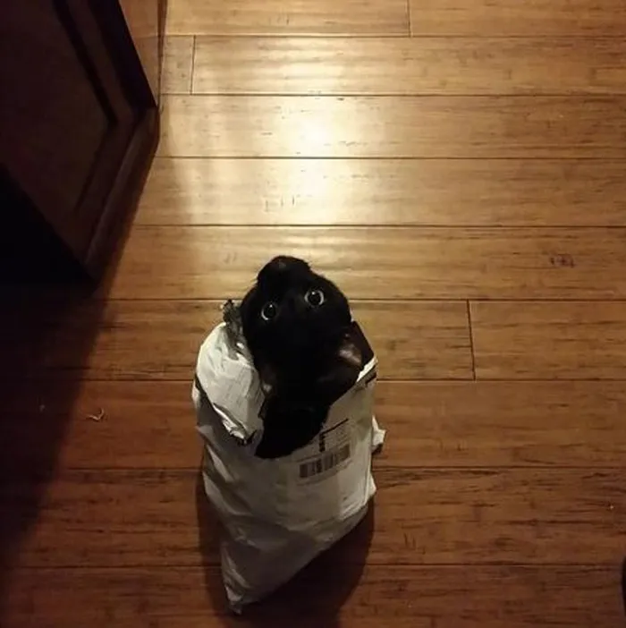 My Sweet Little Terror Luna Trying To Sneak Out Of The House