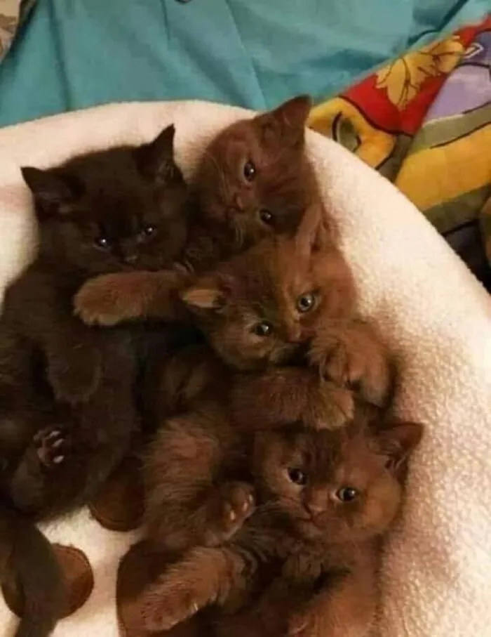 Havana Brown  Foster Kittens