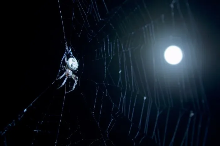 Night Trapper (2015)