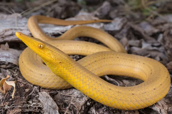 The Legless Lizard