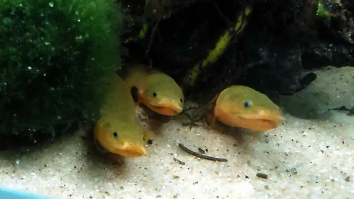 The Rope Fish