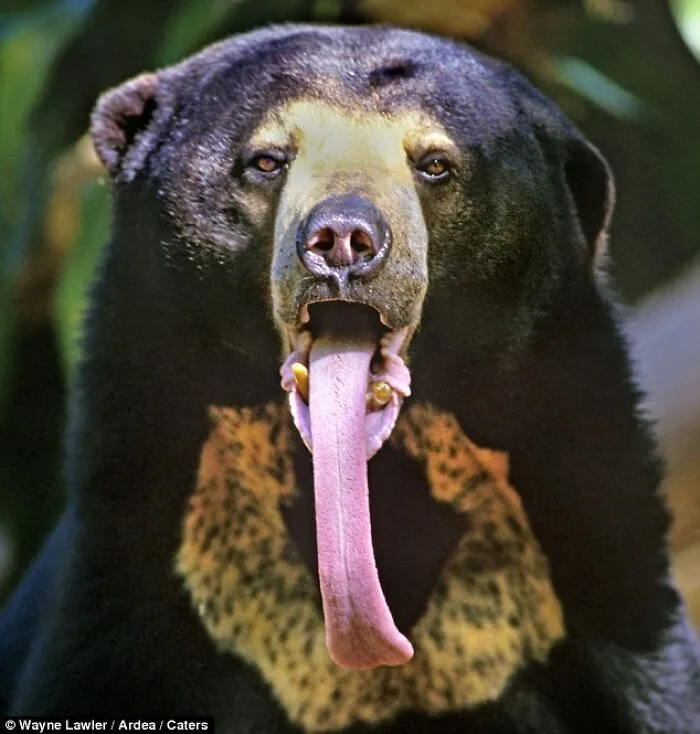 The Sun Bear