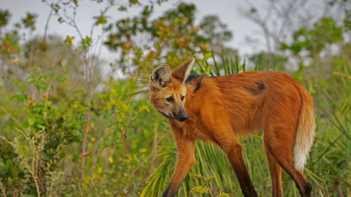 The Maned Wolf