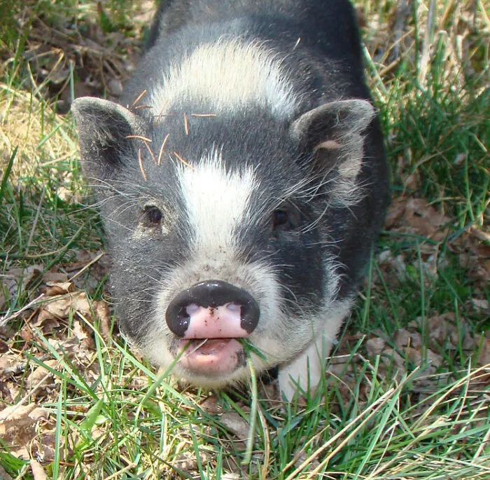 This Random Pig
