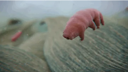 The Water Bear/Tardigrade