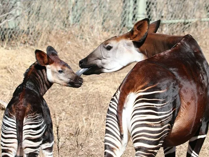 The Okapi