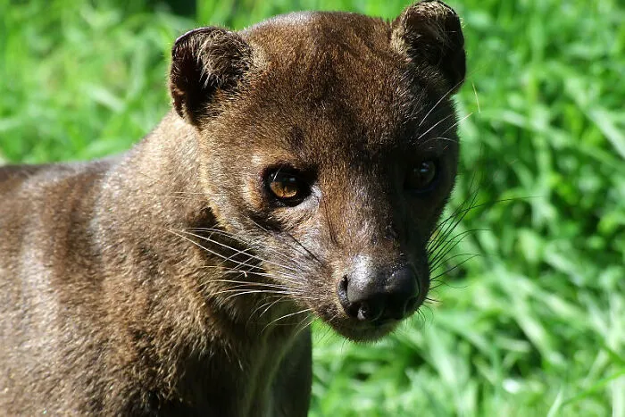 The Fossa