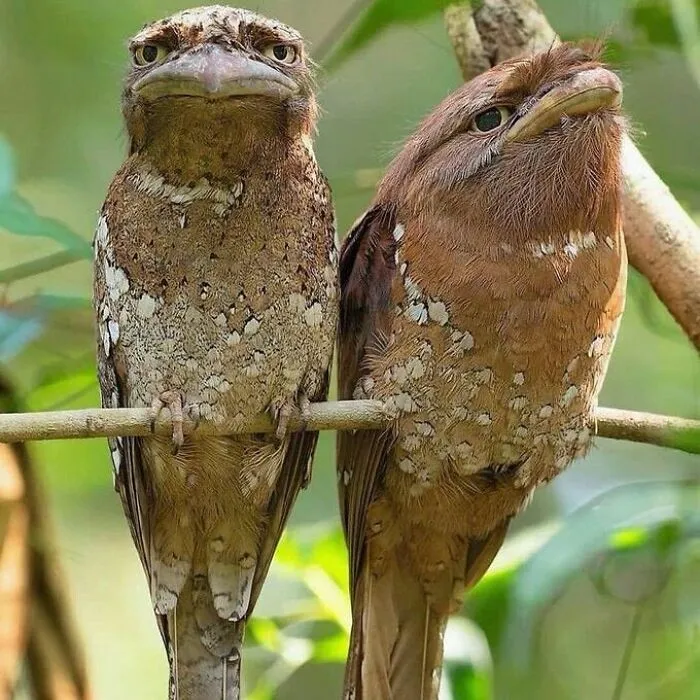Sri Lankan Frogmouth