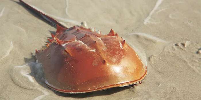 The Horse Shoe Crab