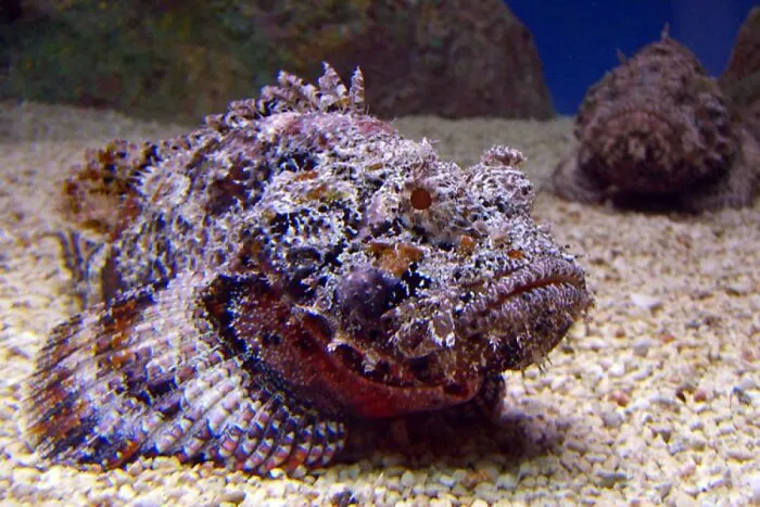 The Stone Fish