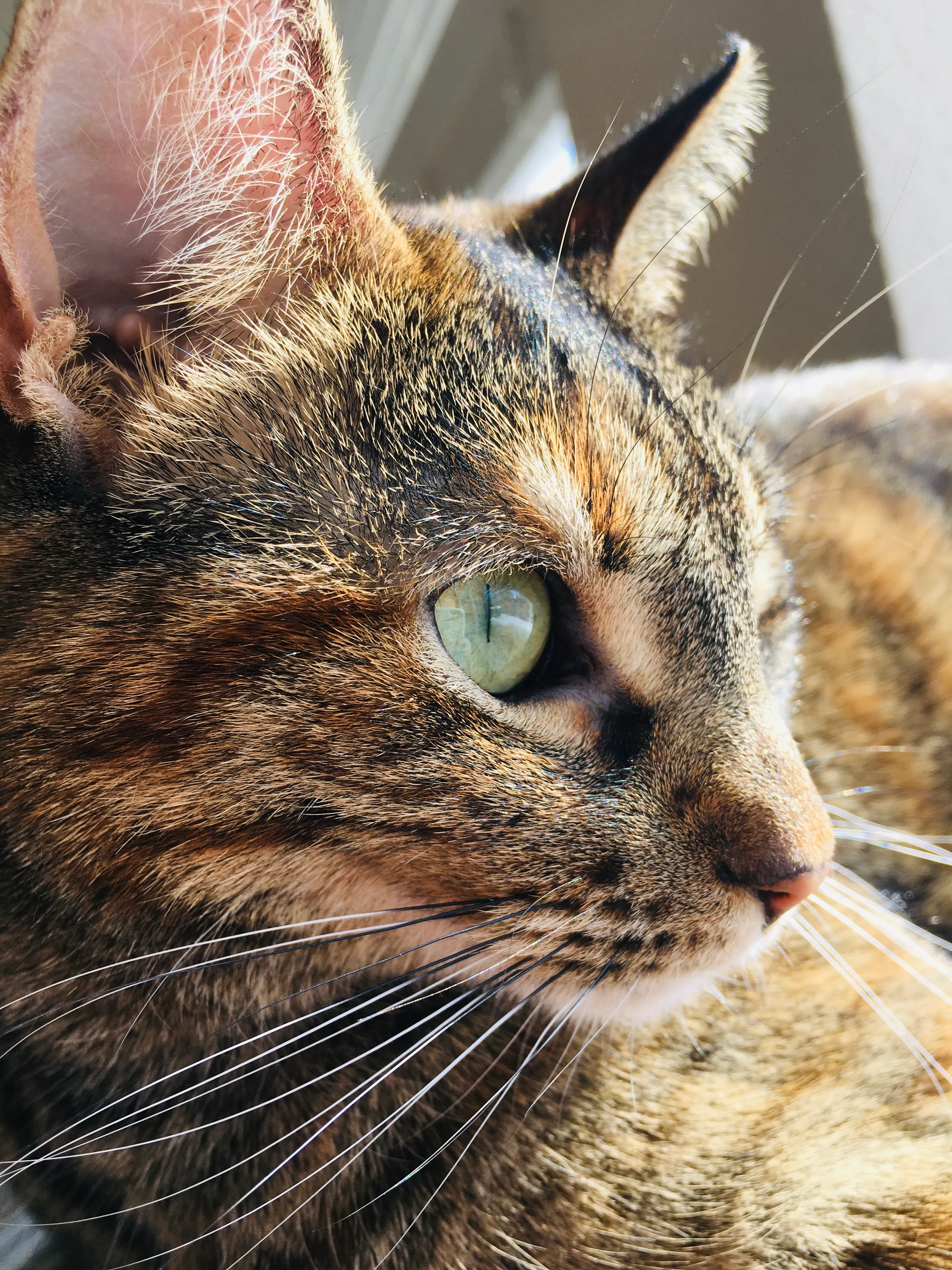 Hey Pandas, Post Your Best Picture Of Your Cat!