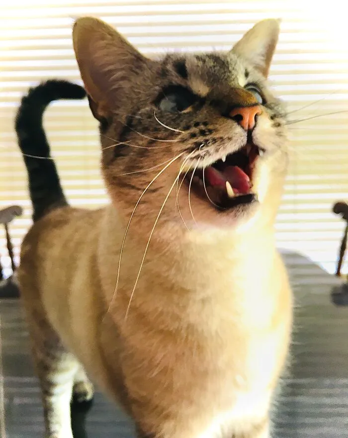 This Is My Cat Lynx