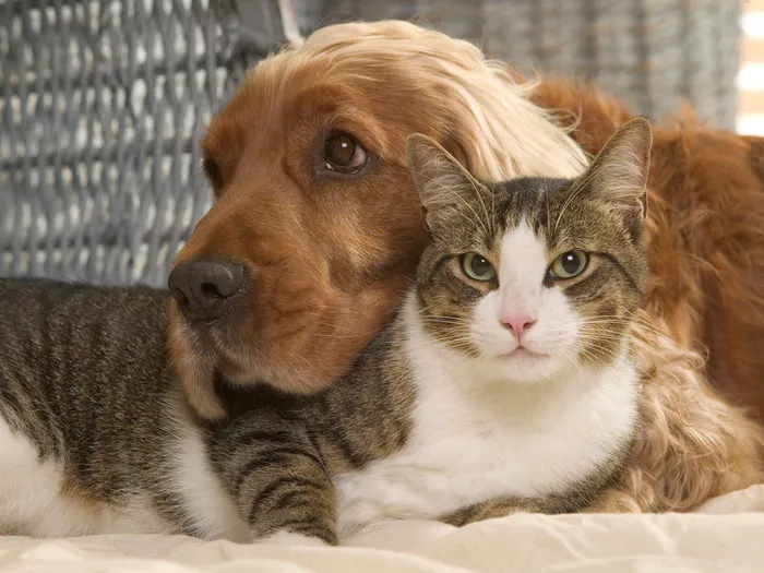 Hey Pandas, Draw This Doggo And Catto As A Couple Or Besties