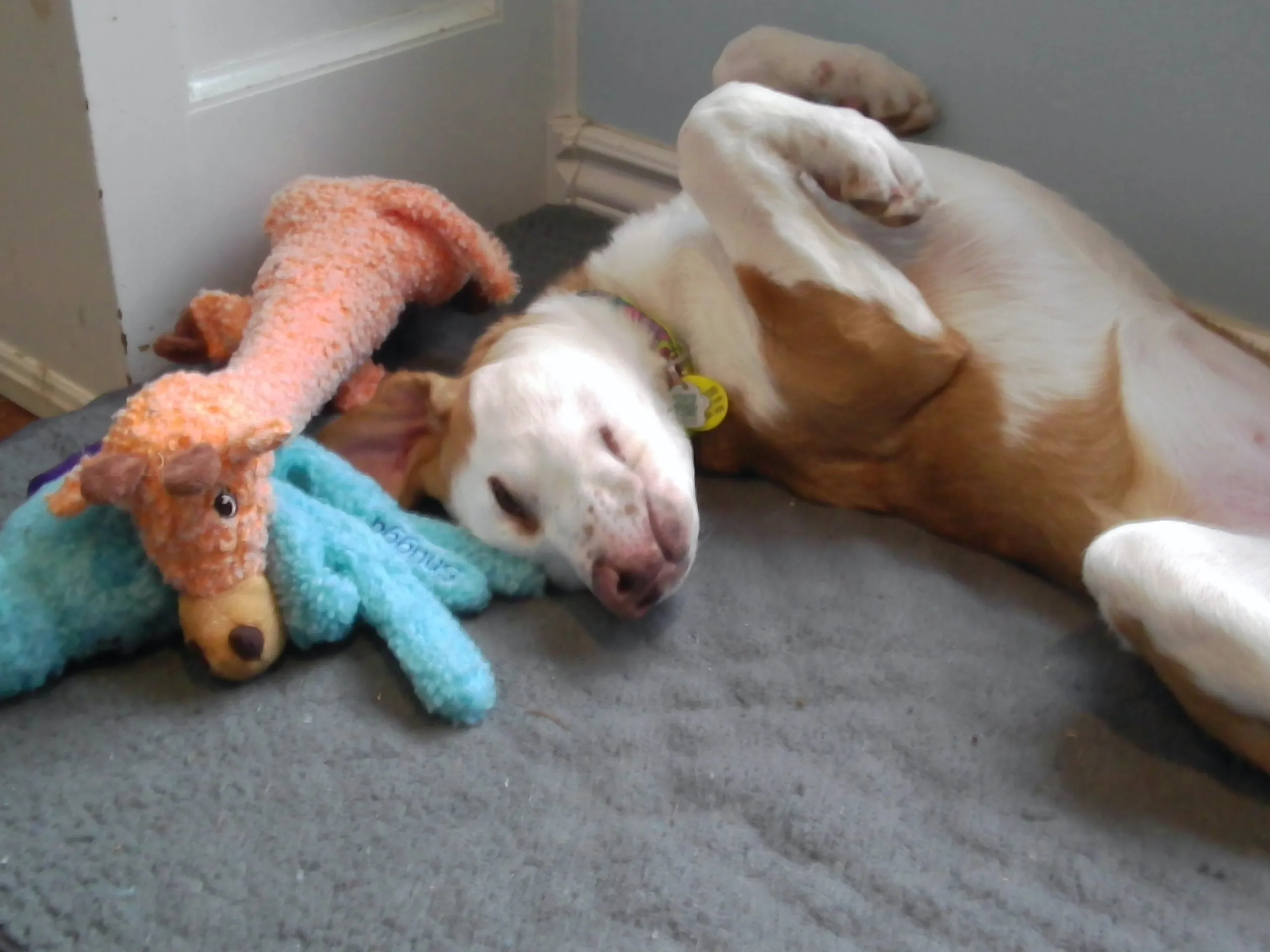 Hey Pandas Post The Cutest Pic Of Your Pet