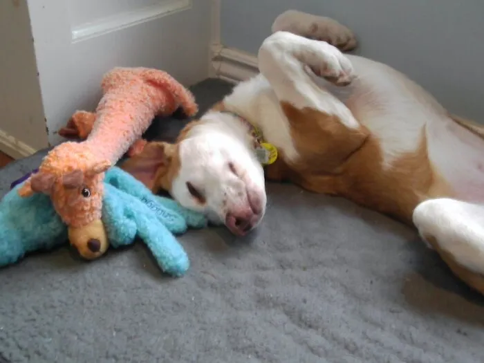 Puppy Cuddles!