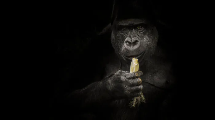 Silverback-Gorrila