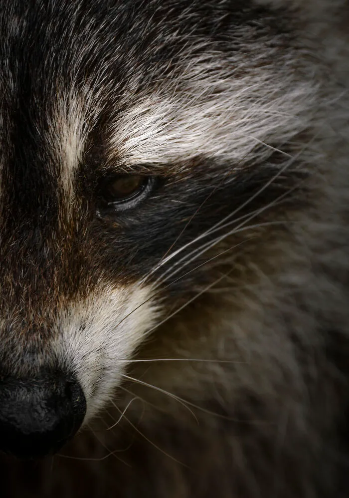 Mr. Raccoon