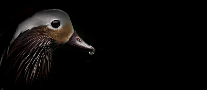 Mandarin Duck