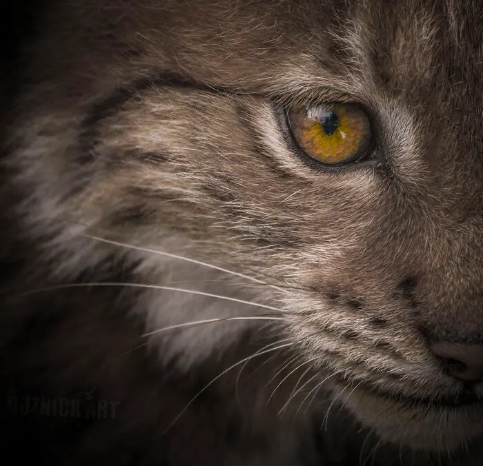Lynx
