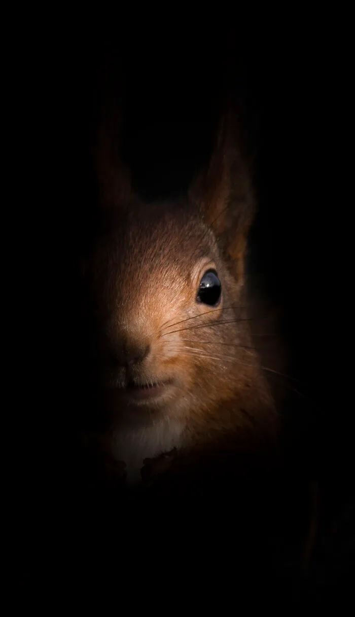 Squirrel