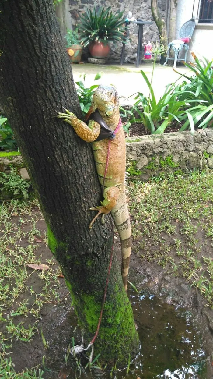 Sade, My Green Iguana