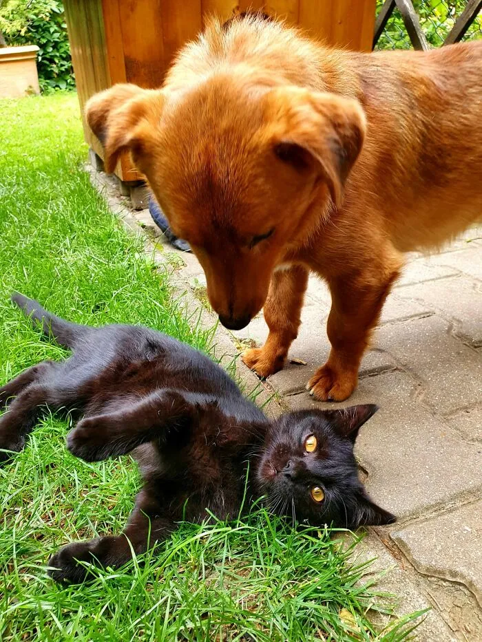 Best Pals