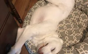 Hey Pandas, Turn A Pic Of Your Pet Into A Meme (Closed)