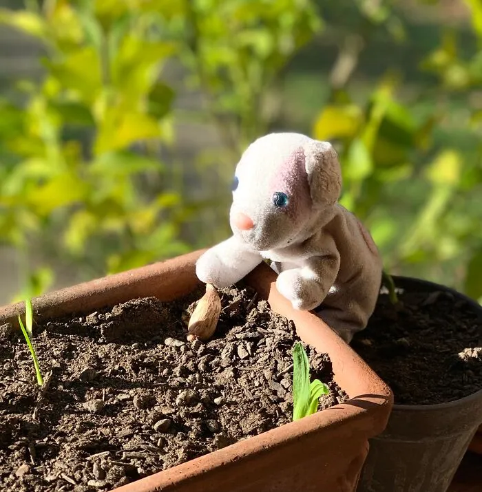 Some Gardening Will Get Our Garden Ready For Spring