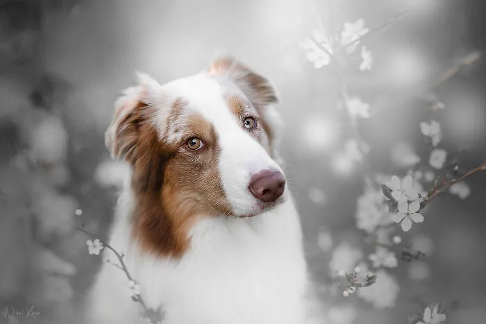 My Flower Power Dog Photos (10 Pics)