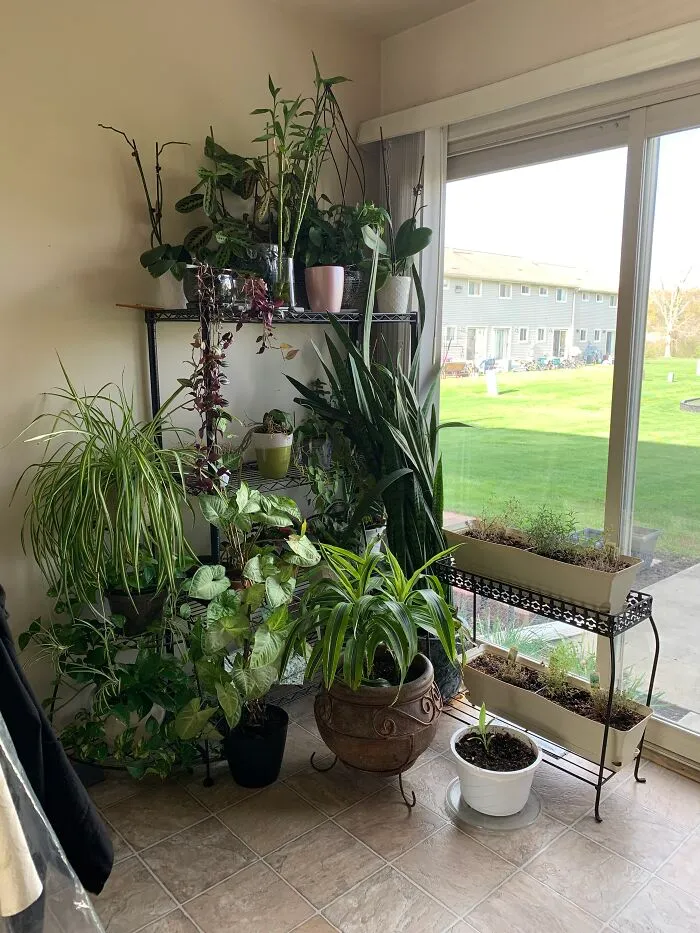 Why Choose Only One Plant When I Can Show Off The Whole Bunch All In One Photo?  We Name Every Single One Of 'Em :d