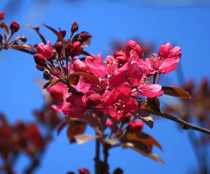 Spring