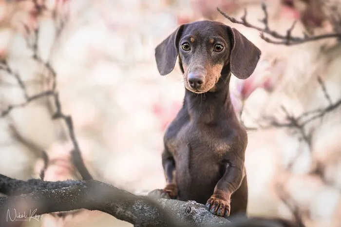 My Flower Power Dog Photos (10 Pics)