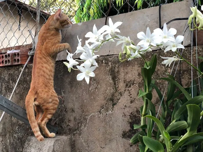 Behind The Fence.