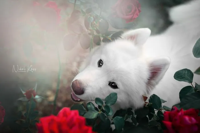 My Flower Power Dog Photos (10 Pics)