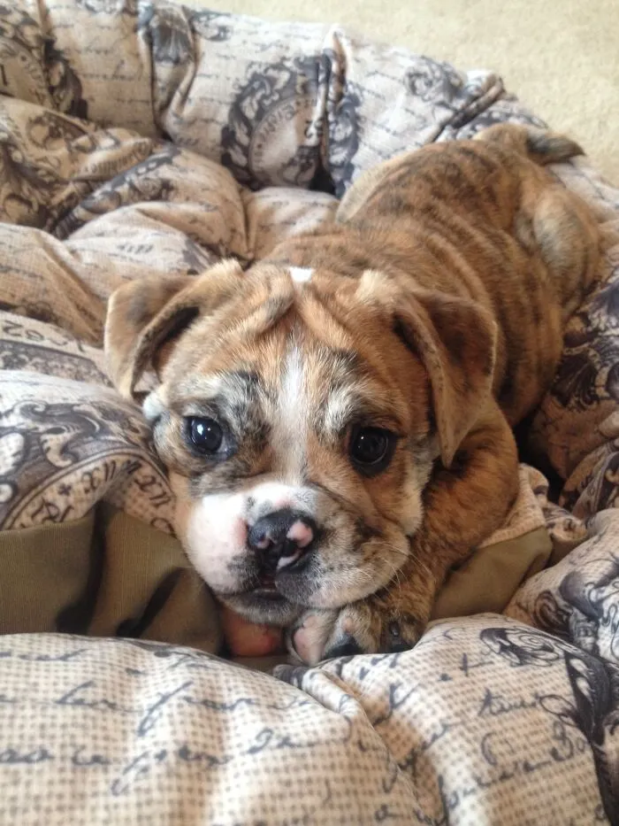 My Bulldog When He Was A Puppy