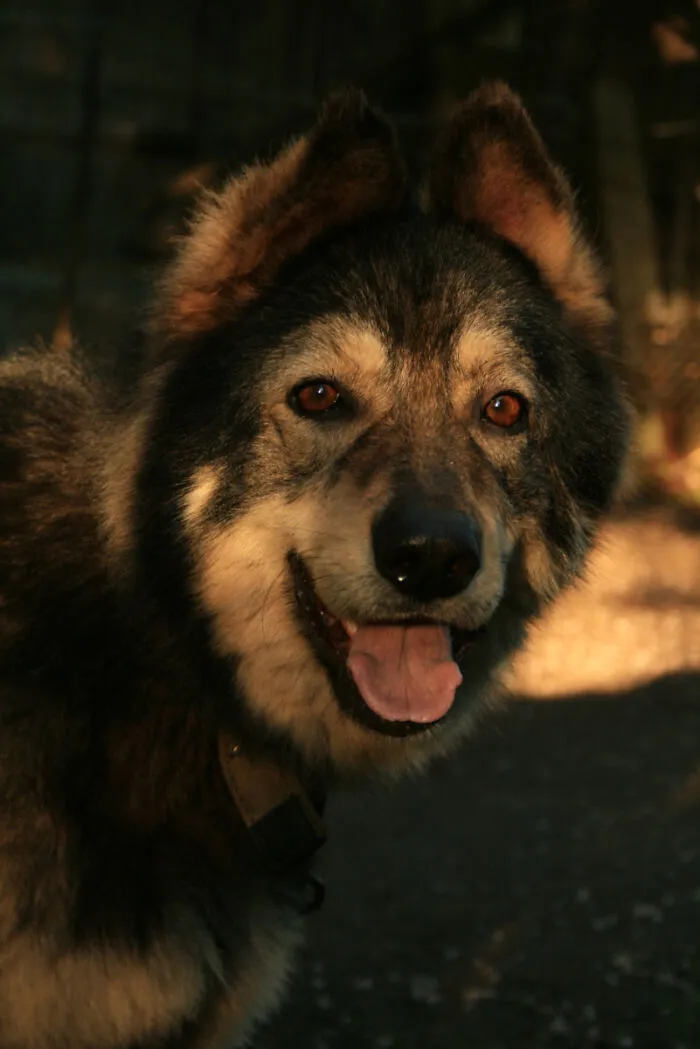 Esta es nuestra perra Lilit. Ya tiene 12 años, pero, a veces, se comporta como una cachorra