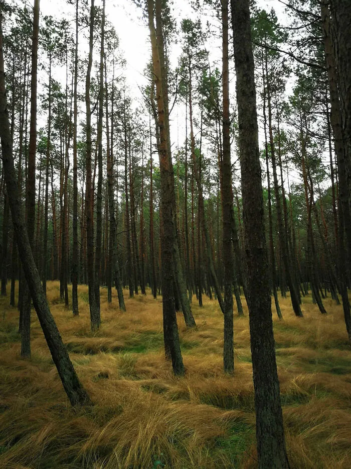 A Really Nice Forest